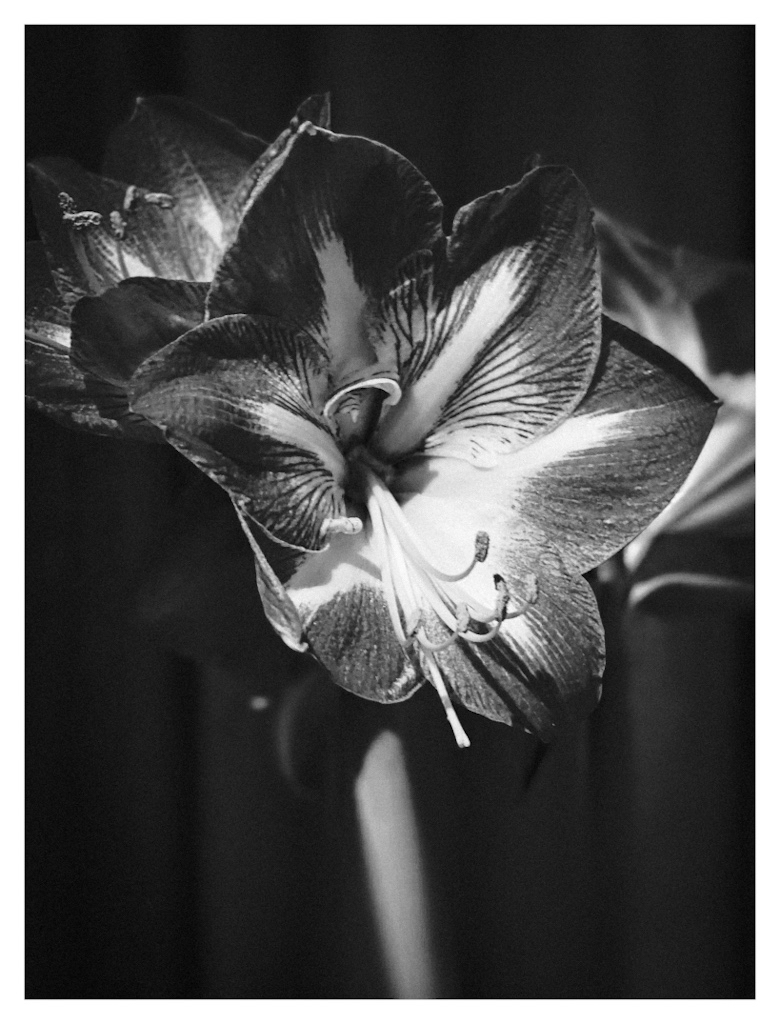Amaryllis in bloom, photographed in black and white 