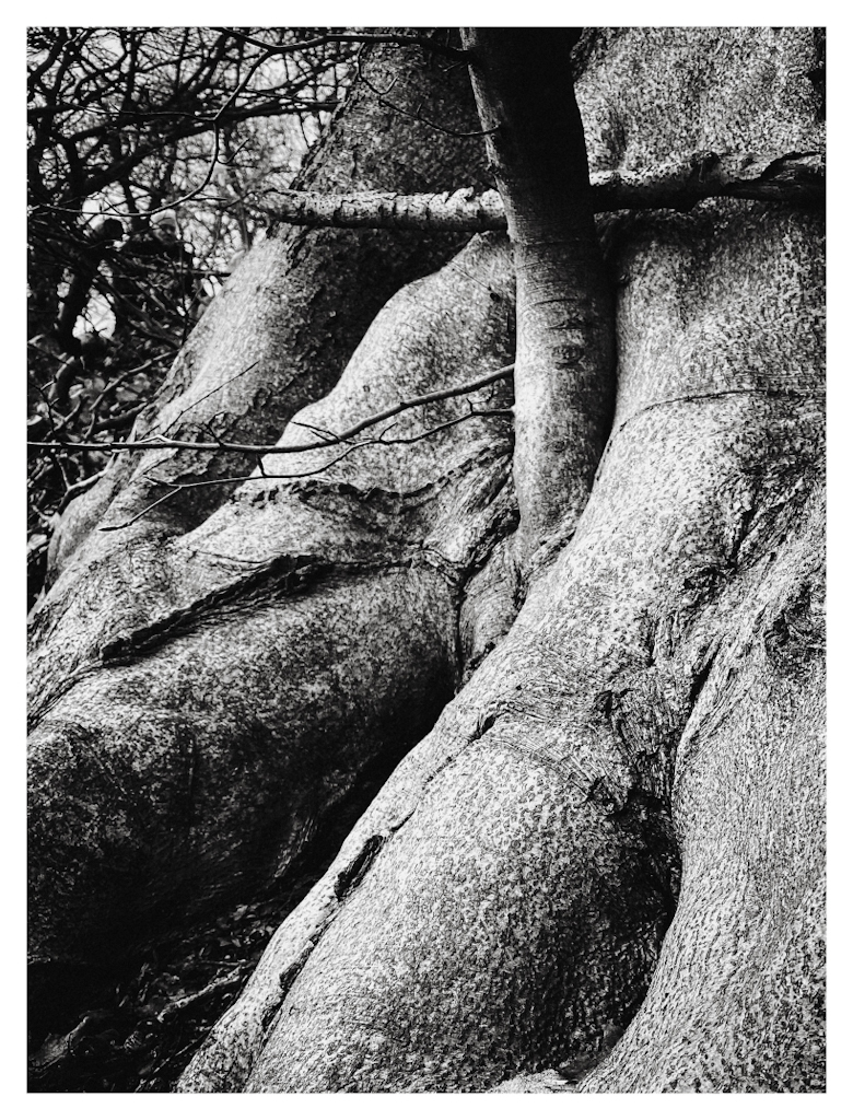 Detail of a tree trunk, near the base. 