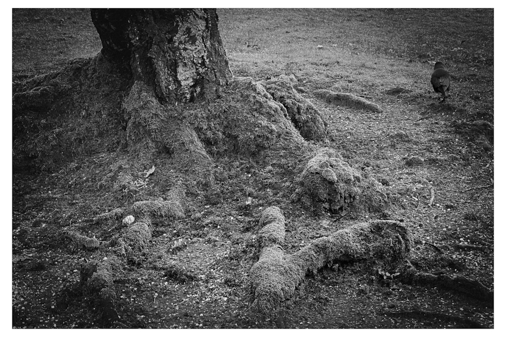 Roots of a tree above ground, in B&W
