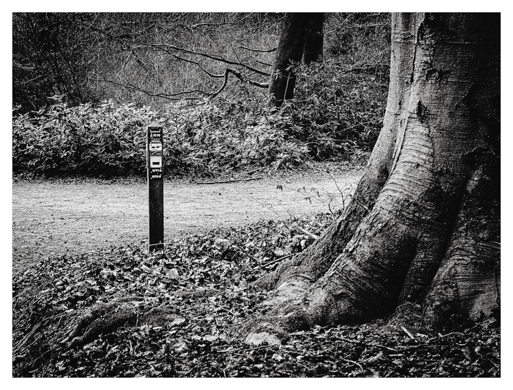 On the left, a sign in the woods marking a walking route. A tree trunk on the right, with bushes and trees in the background. 