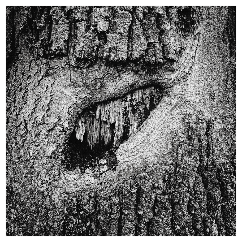 Eye shape in the bark of a tree