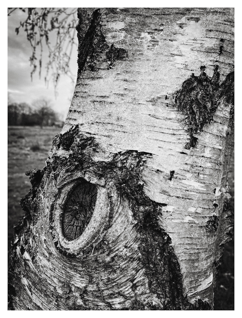 Detail of a birch tree, in black and white. 