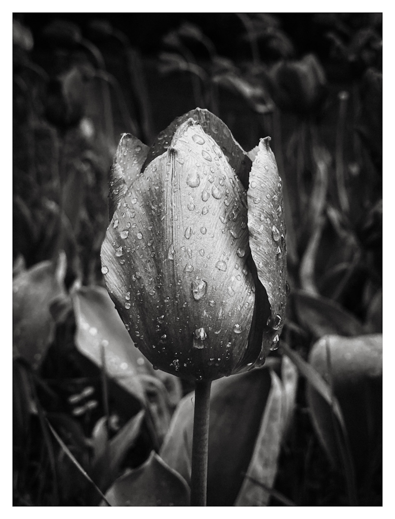 Tulip with raindrops on its leaves, in the centre of the black and white photo. 