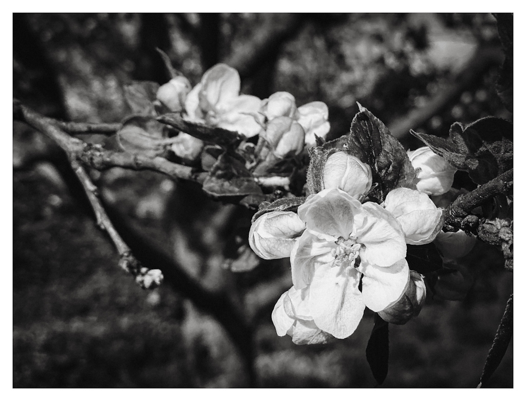 Detail of apple blossoms on the branch of a tree, in black and white
