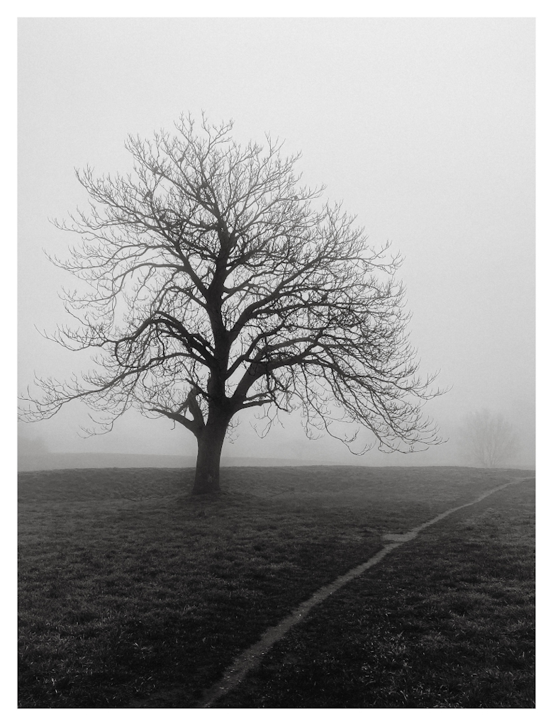 A single tree with a path crossing before it diagonally, leading into the foggy background