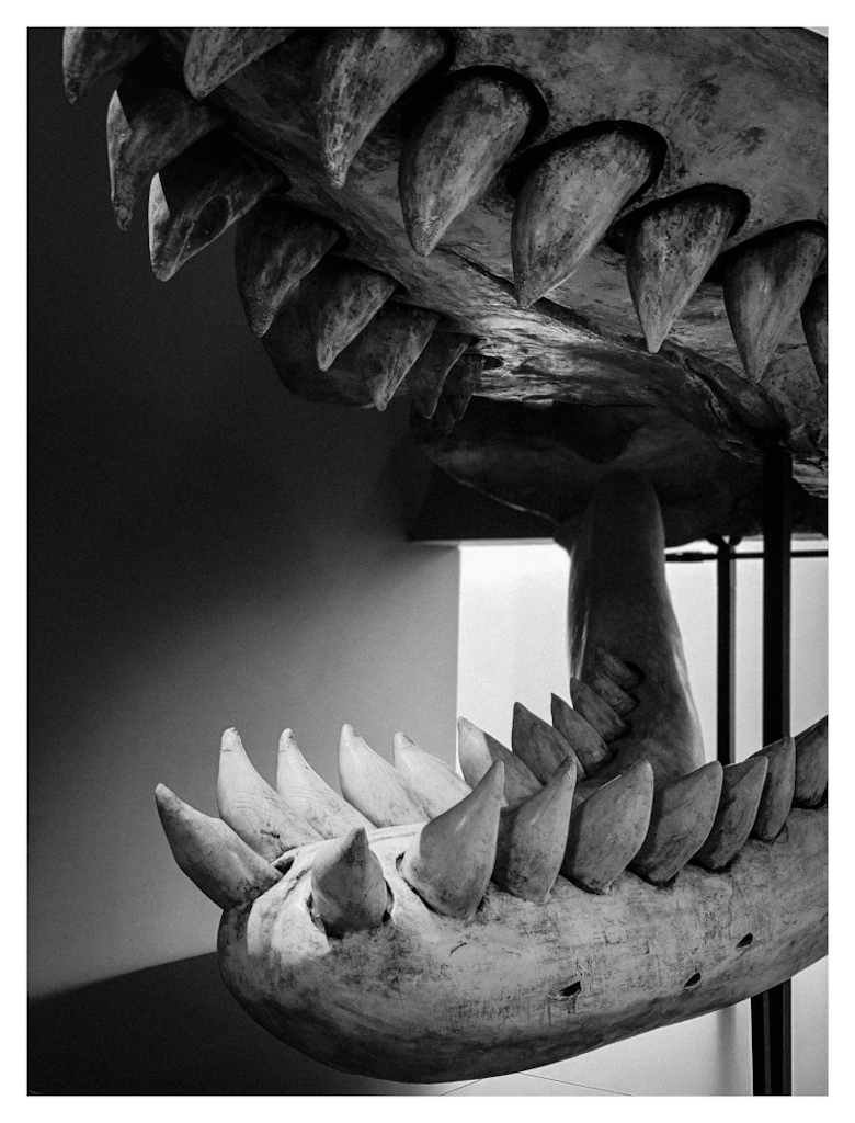 Teeth on a skeleton of a prehistoric whale