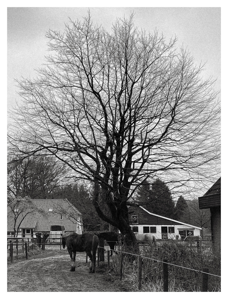 A large tree and a horse standing in front of it. In black and white. 