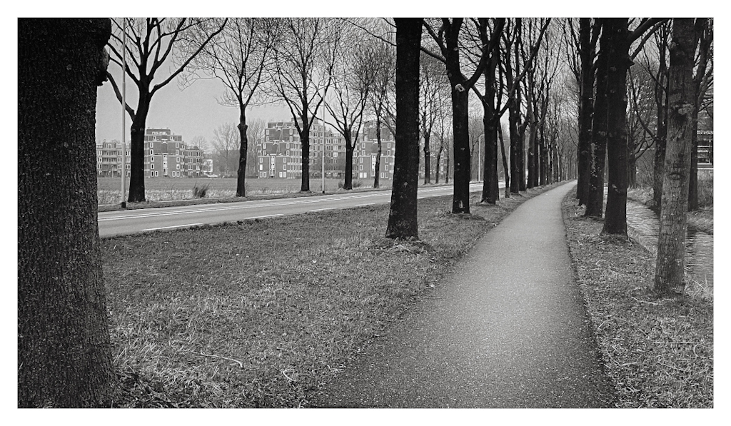 Cycle path lined by trees, in black and white. 