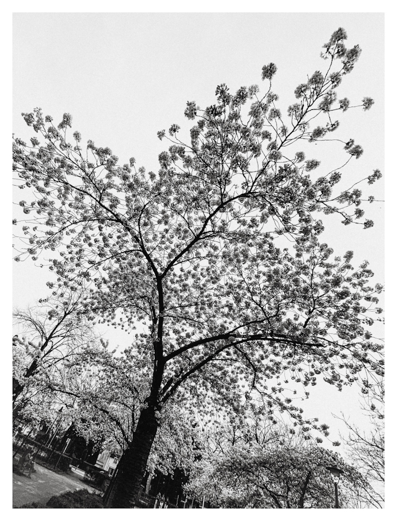 Tree with blossoms, shown slightly tilted in black and white. 