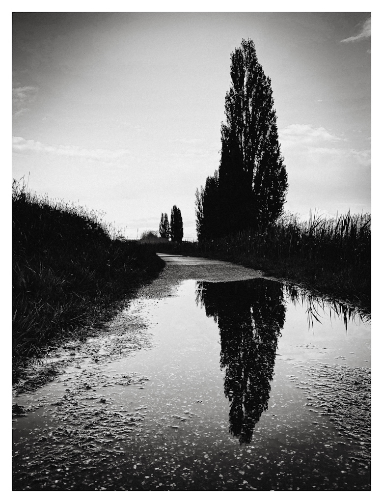 Tree reflection in a puddle on a cycle path. Moody black and white, eight before a rain shower. 