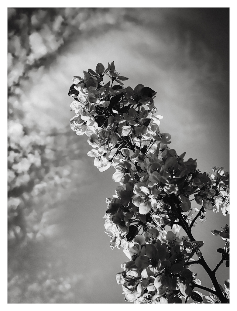 Branch of blossoms, in black and white 