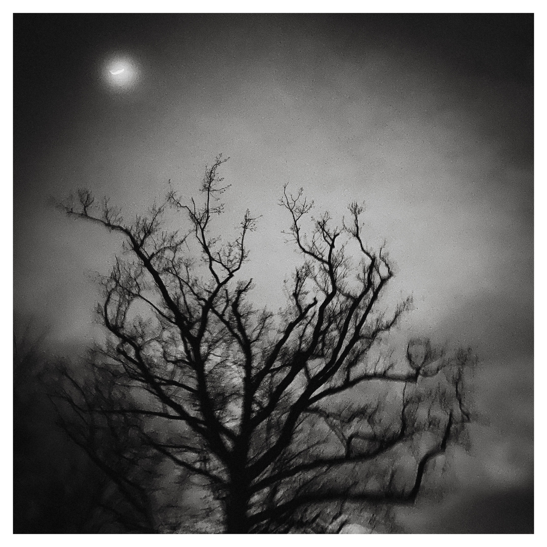 Moody, dark silhouet of a tree against the evening sky.