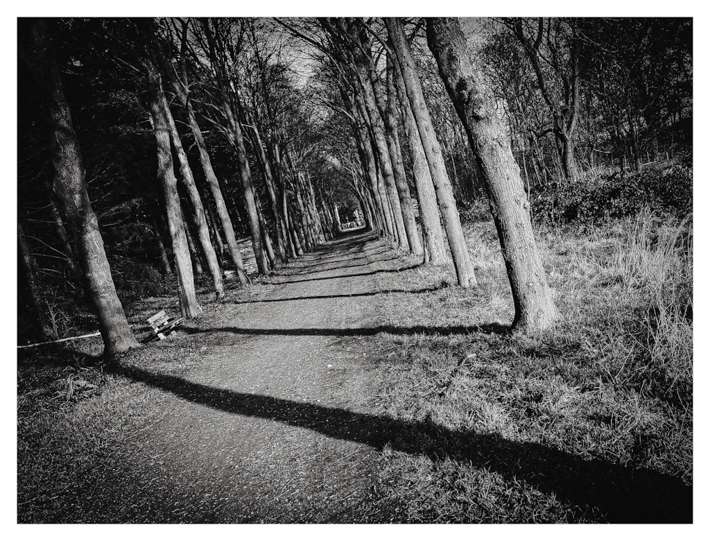 A line of trees casting shadows, all shown as diagonals. In black and white. 