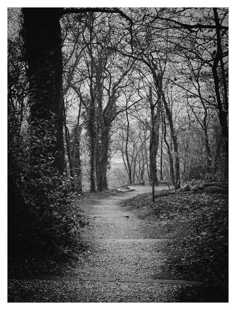 Winding path through the trees down a hill