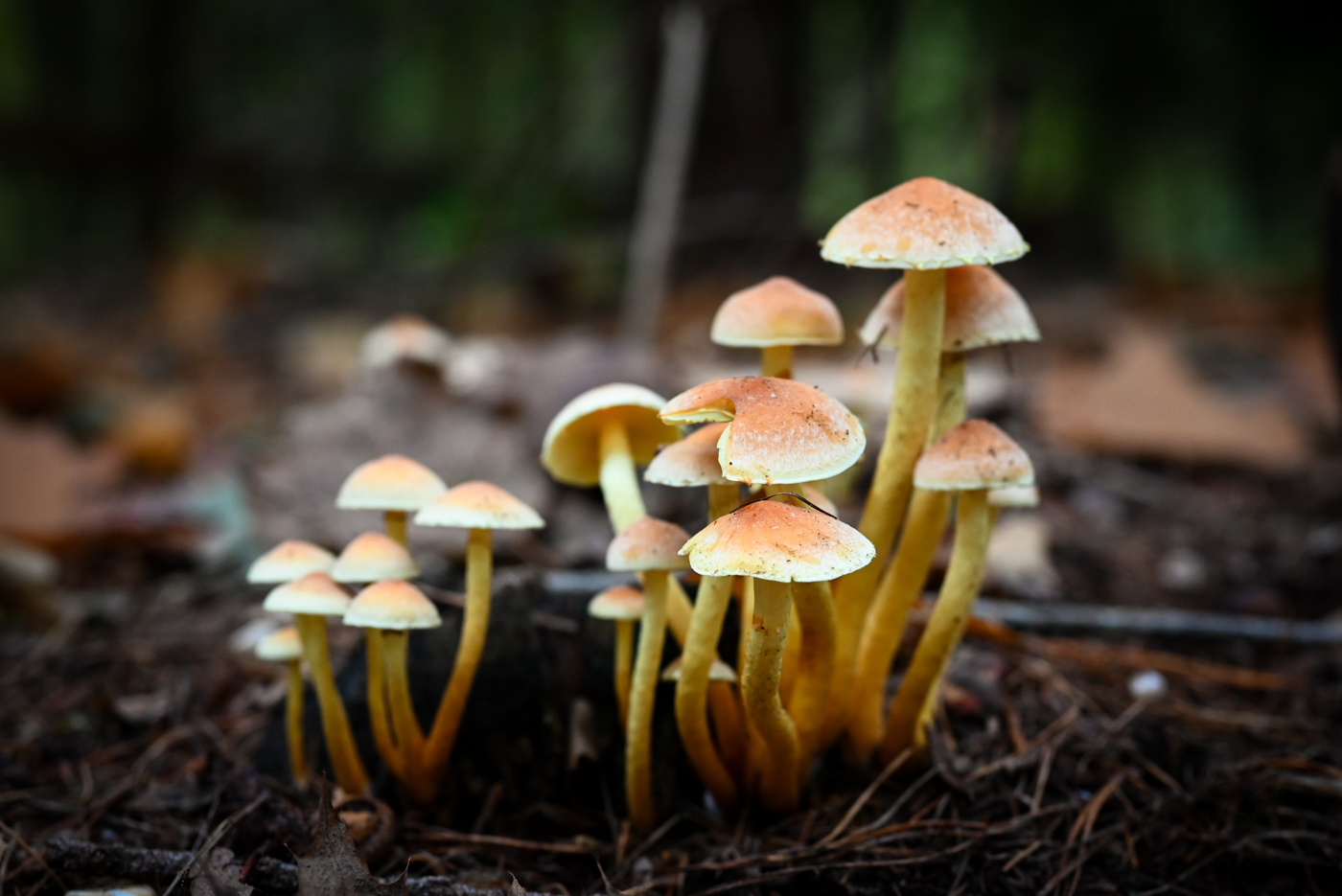 Bunch of small yellow mushrooms